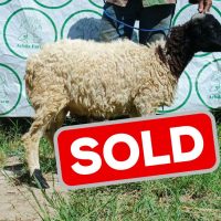 p1 sold