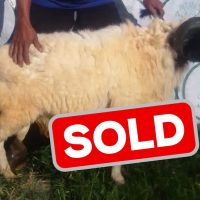 p2 sold