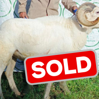 pangeran sold