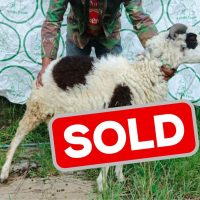 sold 1