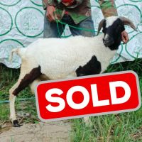 sold 2