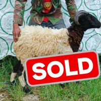 sold 3