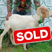 sold 4