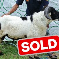 um adis sold 2